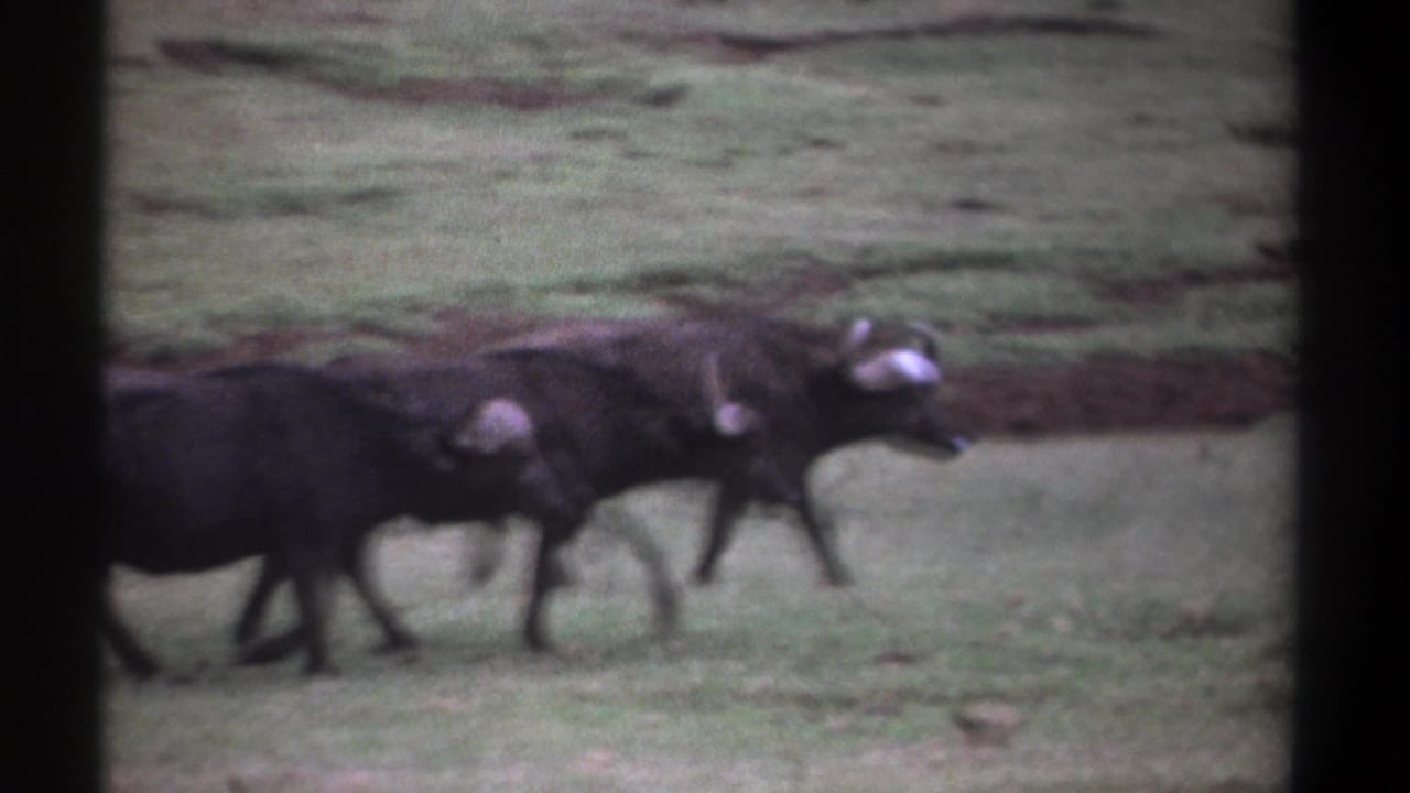 Three buffalo continue walking through grass with a dark vertical border at left.