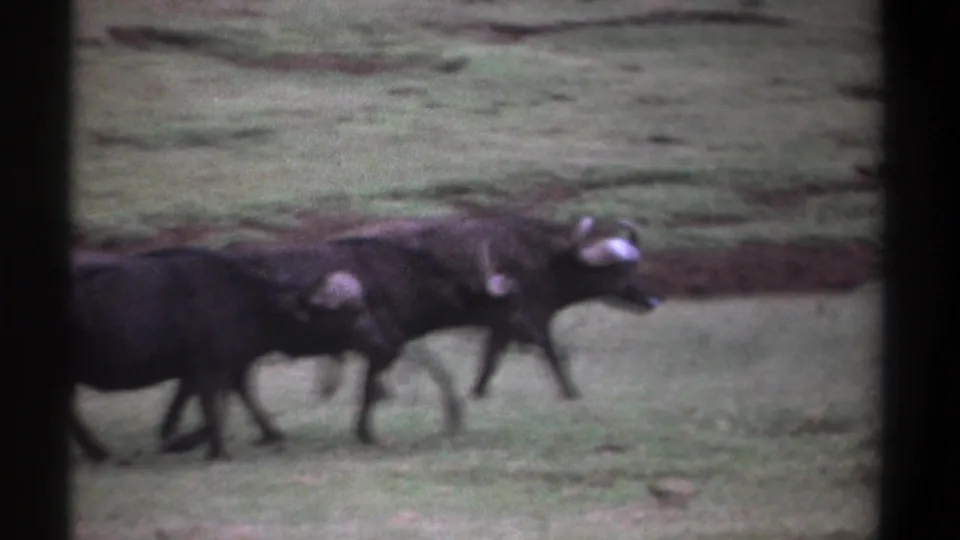 Kenya 1969 8mm frame of three African buffalo stepping through green grass in an open area.
