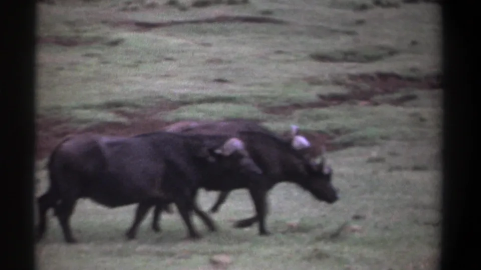 Kenya 1969 8mm frame with overlapping buffalo bodies and horns visible against green grass.