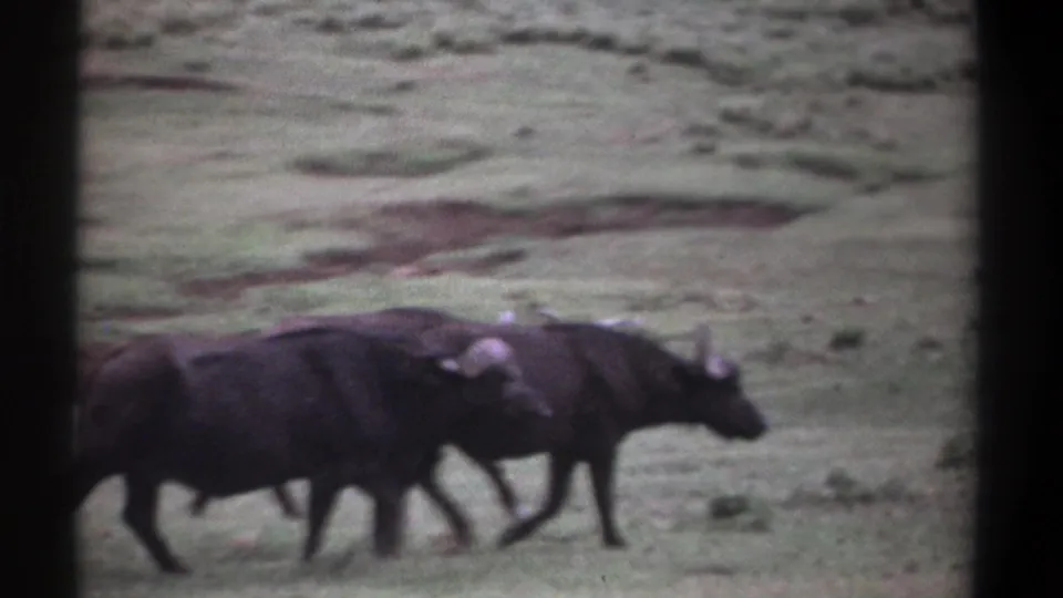 Kenya 1969 8mm frame showing three African buffalo grouped closely while crossing an open grassy area.