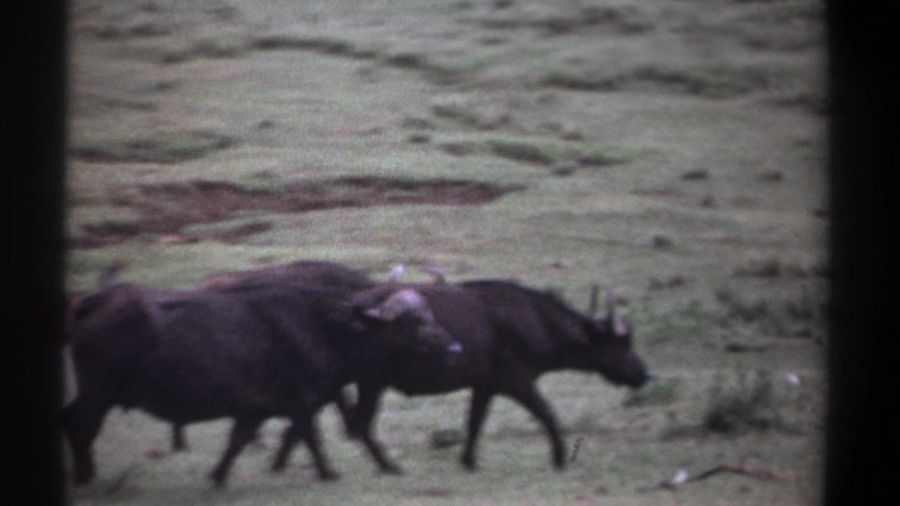 Three wildebeests walk left to right across green grass in Kenya, 1969 Super 8 home-movie footage.