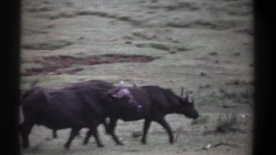 Three wildebeests walk left to right across green grass in Kenya, 1969 Super 8 home-movie footage.