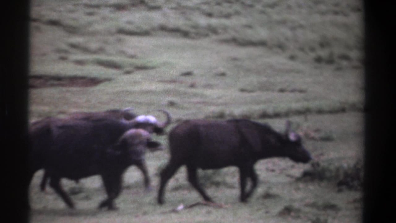A horned wildebeest and two darker animals continue walking across grass.
