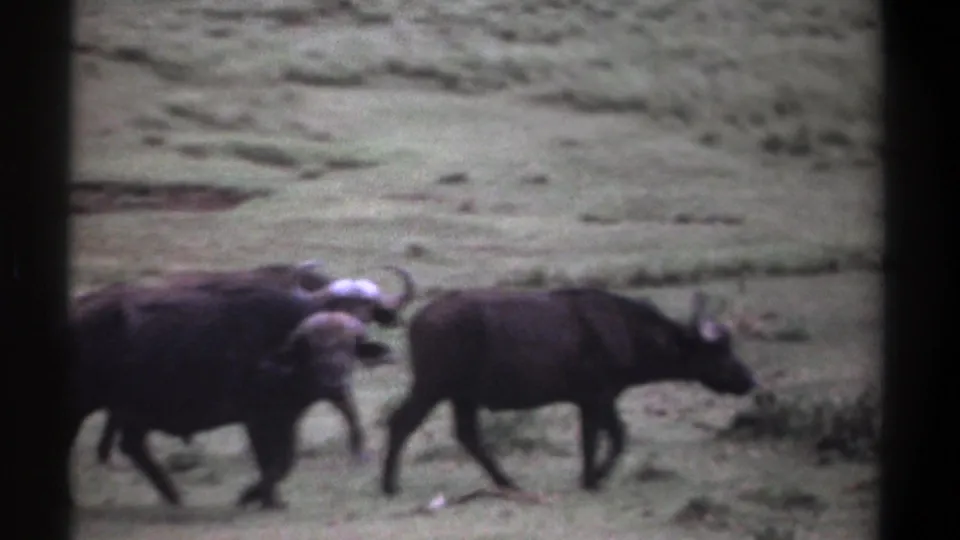 Wildebeests continue moving through a grassy Kenya landscape in soft, faded 1969 home-movie footage.