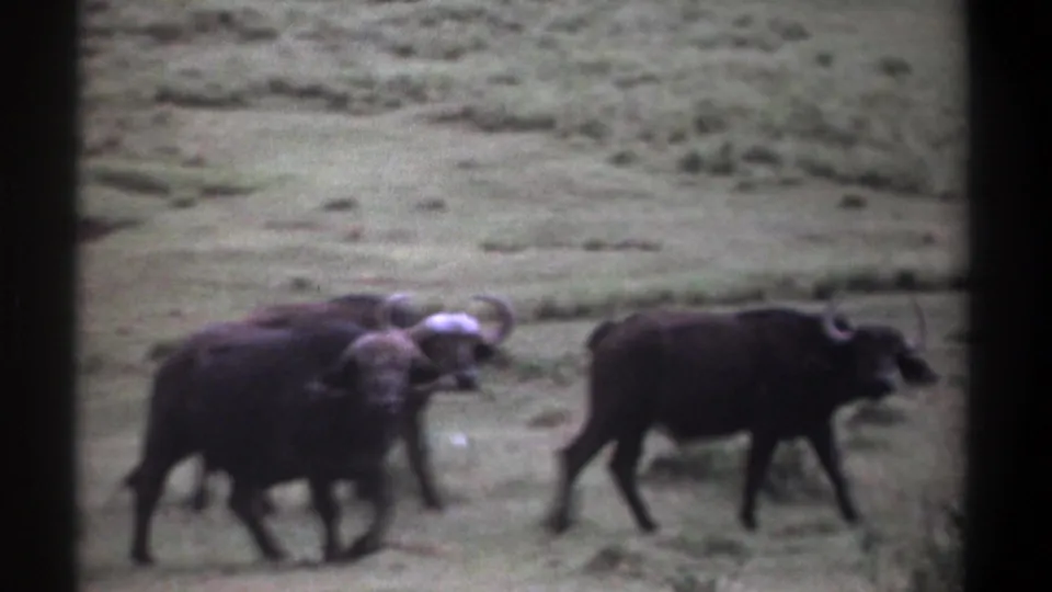 Wildebeests pass through open green grass in Kenya, seen in grainy 1969 8mm home-movie footage.