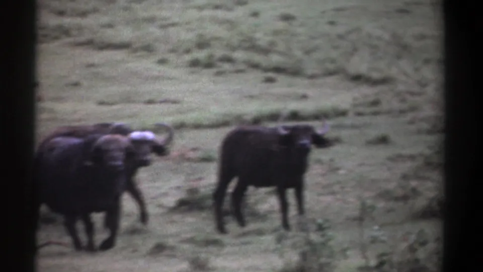 The final frame shows the wildebeests separating slightly across a grassy Kenya setting in 1969 home-movie footage.