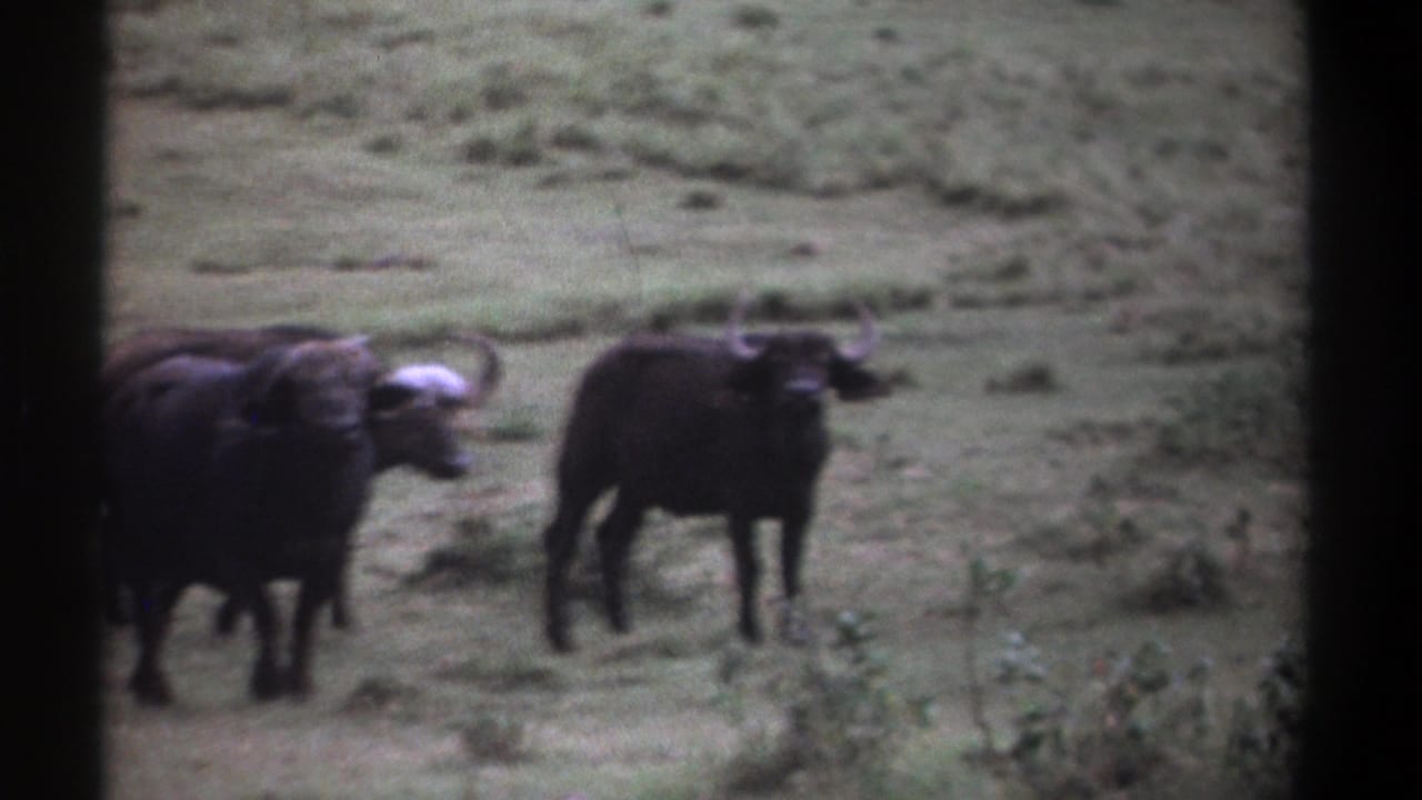 1969 Kenya 8mm frame showing Cape buffalo standing alert in grassland, with curved horns visible and soft home-movie focus.