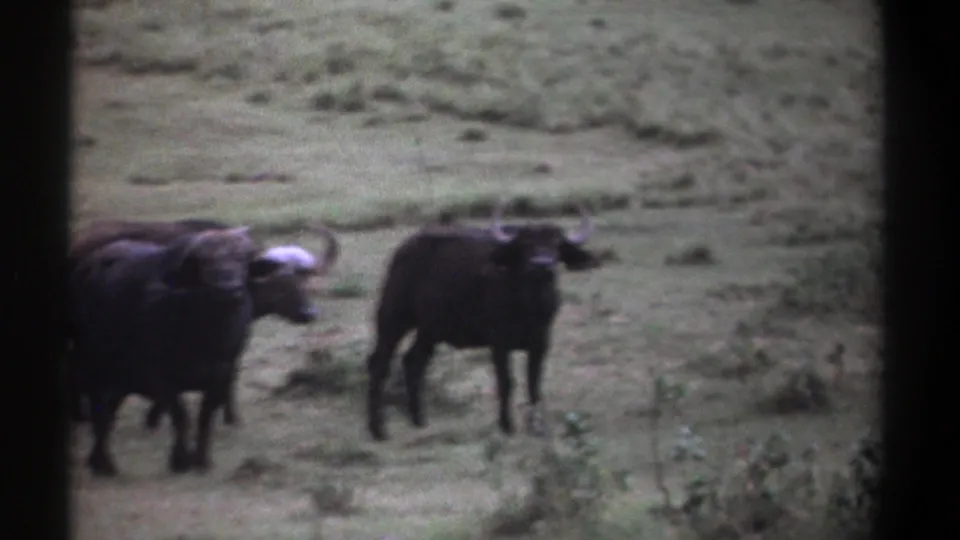 1969 Kenya 8mm frame showing Cape buffalo standing alert in grassland, with curved horns visible and soft home-movie focus.