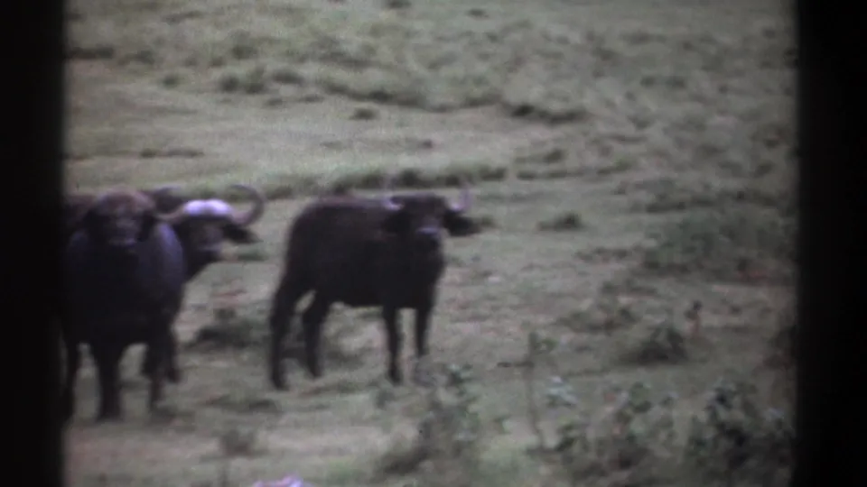 1969 Kenya 8mm frame of Cape buffalo in savanna grass, clustered near the left with another animal standing apart.