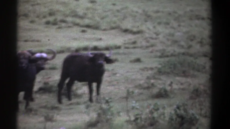 1969 Kenya 8mm frame showing buffalo in open grassland, with one animal partly cropped at the left edge.
