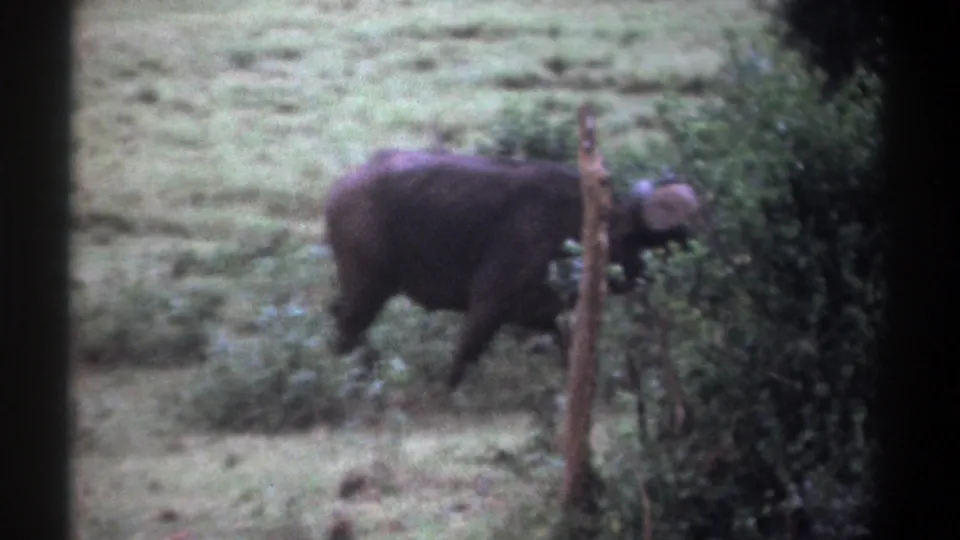 1969 Kenya 8mm frame showing a Cape buffalo moving beside brush, with grassland behind and a narrow post in the foreground.