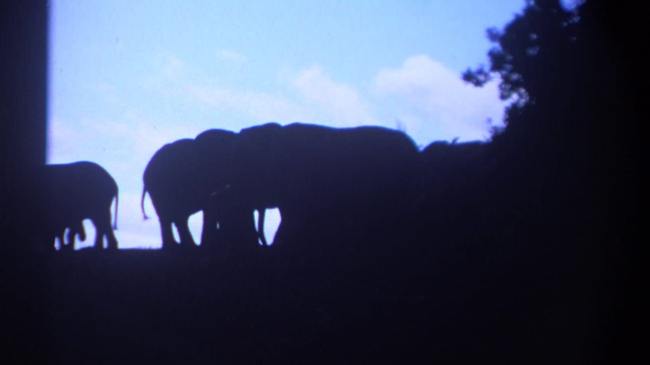 Elephants silhouetted on a ridge against a bright sky, with trees at the right edge.