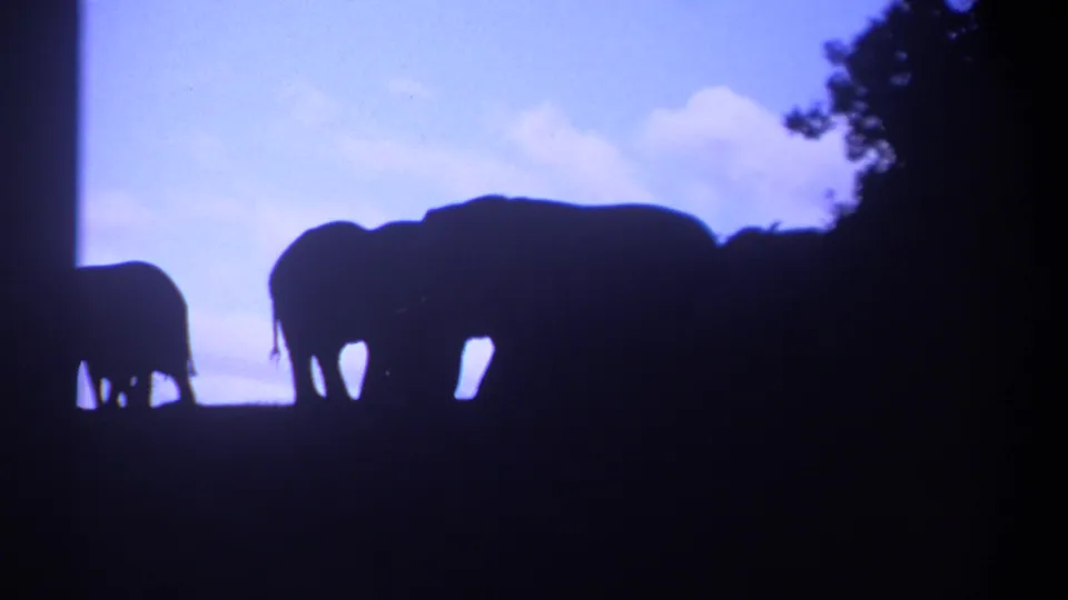 1969 Kenya 8mm frame of silhouetted elephants moving along a hilltop, including a smaller calf-like figure.