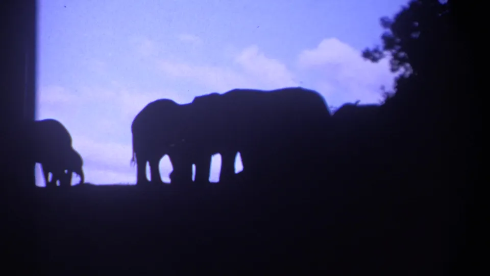 1969 Kenya 8mm frame with elephants silhouetted on a ridge, framed by dark trees and open sky.