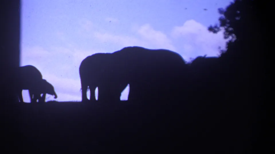 1969 Kenya 8mm frame showing elephants in strong silhouette, with trees and sky defining the hilltop scene.