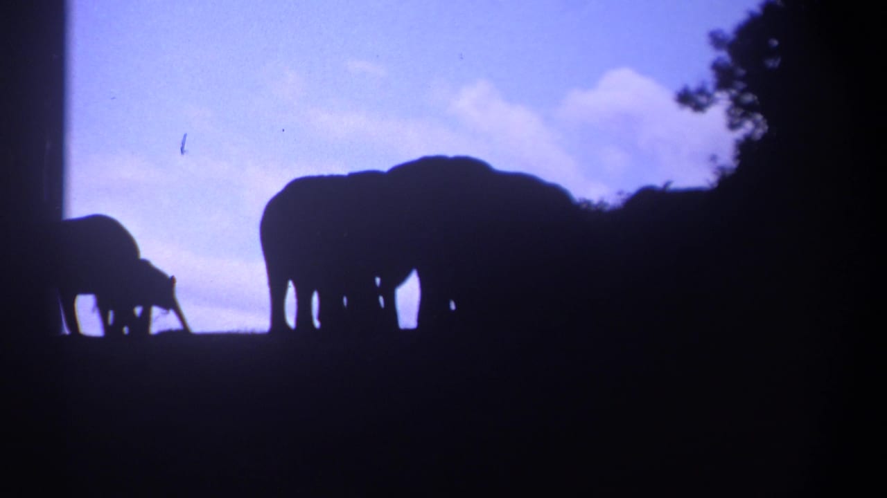 Silhouetted elephants stand along a dark ridge beneath a purple-blue sky.