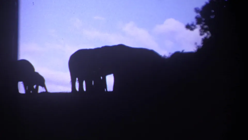 1969 Kenya 8mm frame showing a large elephant and a smaller elephant silhouetted on a ridge under a pale evening sky.