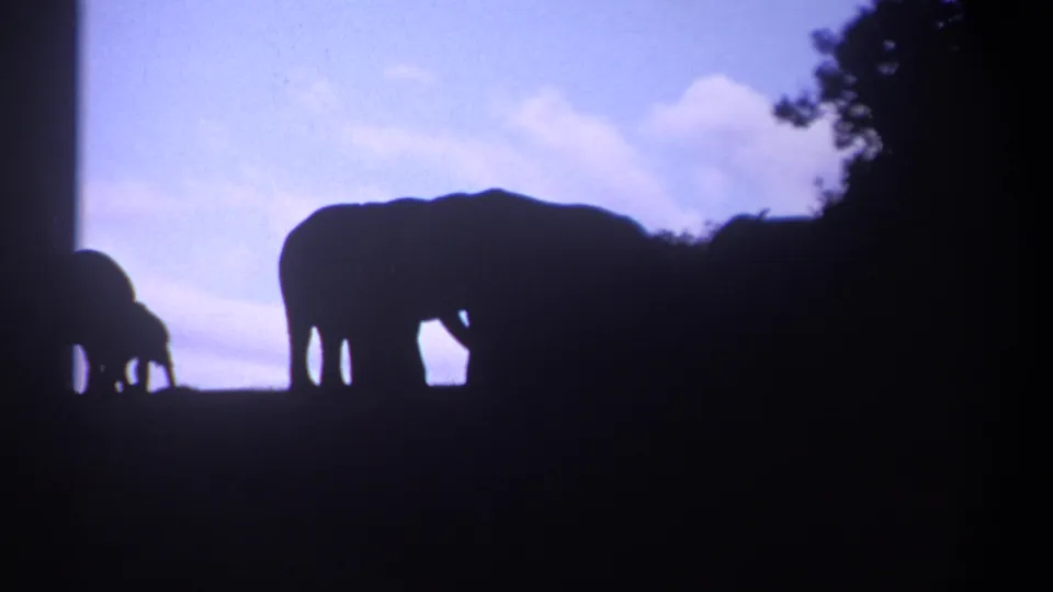 1969 Kenya 8mm frame showing an elephant silhouette near dark tree cover, with a smaller elephant partly visible against the evening sky.