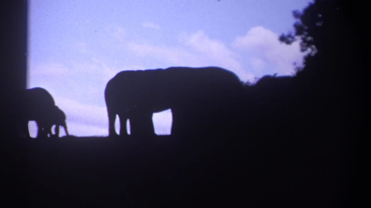 Three elephant silhouettes on a ridge beneath a purple-blue sky.