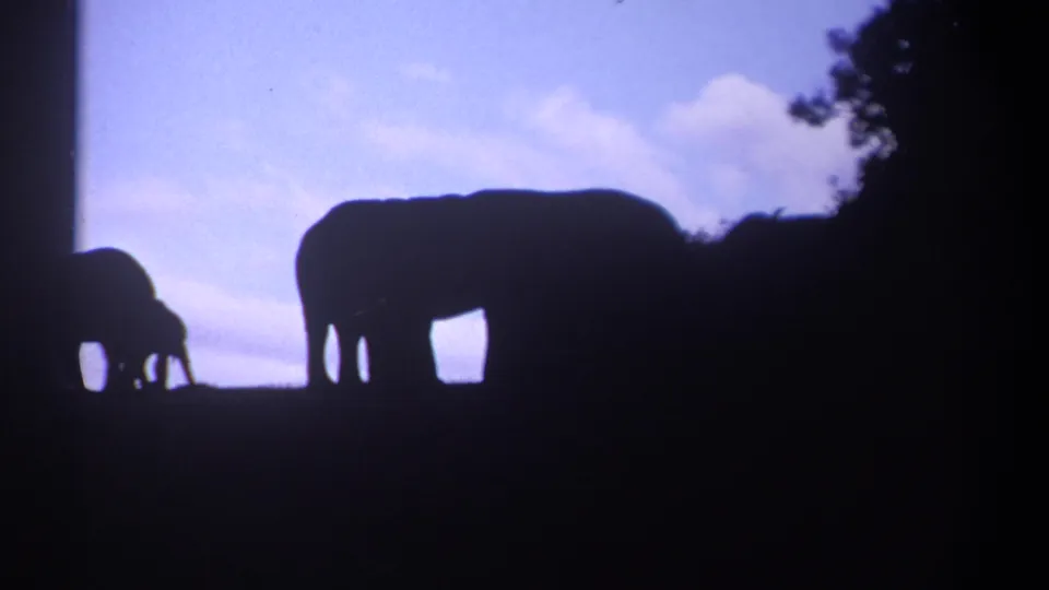 In metadata-supported 1969 Kenya footage, three elephants stand in dark silhouette against a soft evening sky.