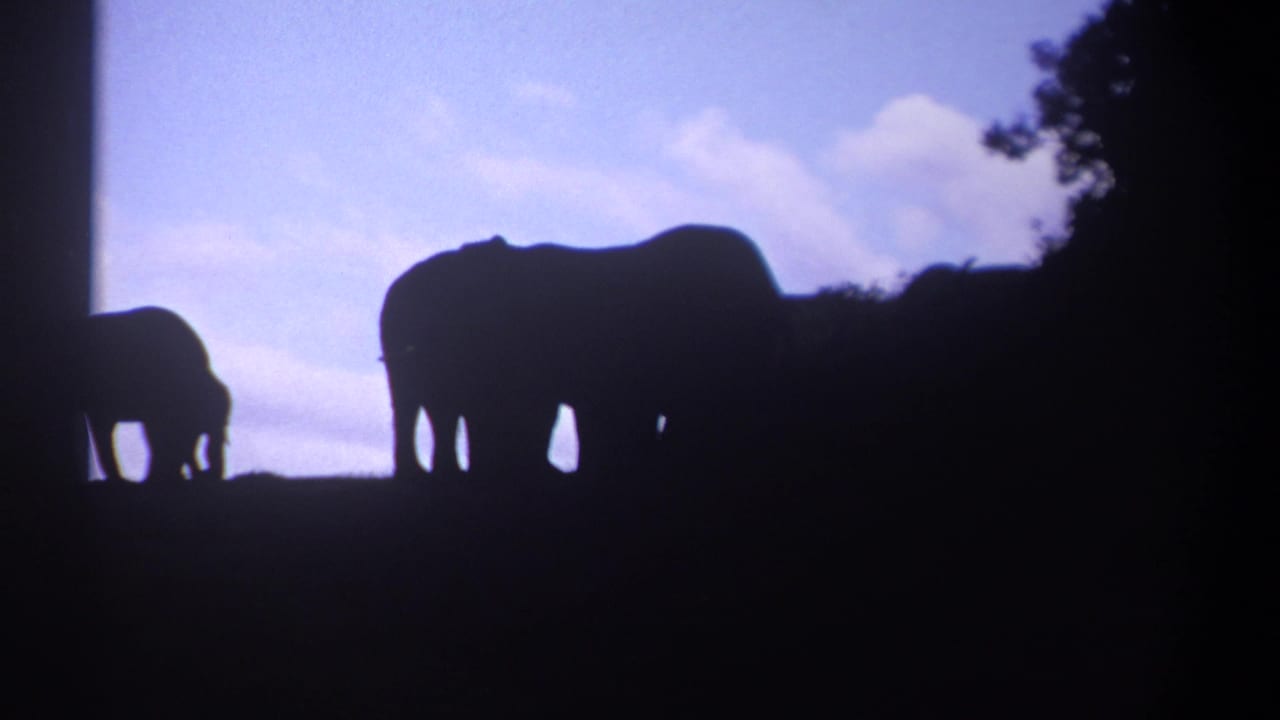Elephants silhouetted against the sky with dark foliage at the right.