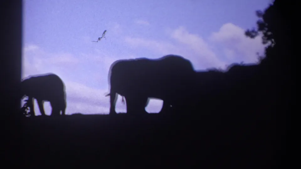Three elephants are seen in profile on a dark slope, their trunks lowered in 1969 Kenya home-movie footage.