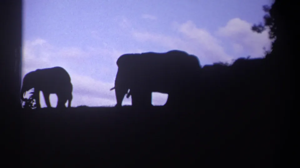 Near the end of the clip, the elephant silhouettes separate slightly against the purple-blue sky and dark foliage.