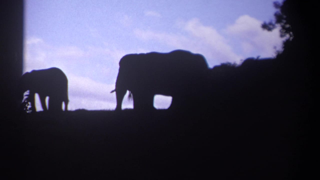 1969 Kenya 8mm frame showing an adult elephant and smaller elephant in silhouette against a pale blue sky.