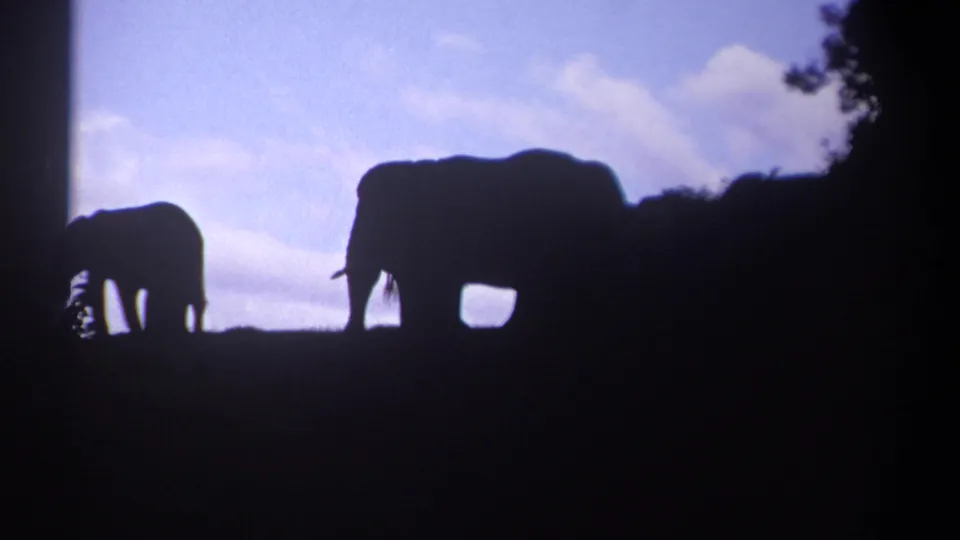 1969 Kenya 8mm frame showing an adult elephant and smaller elephant in silhouette against a pale blue sky.