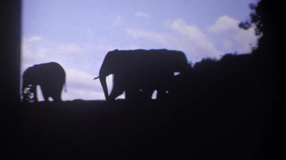Kenya 1969 8mm frame showing two elephants in silhouette, with the adult partly overlapping dark vegetation.