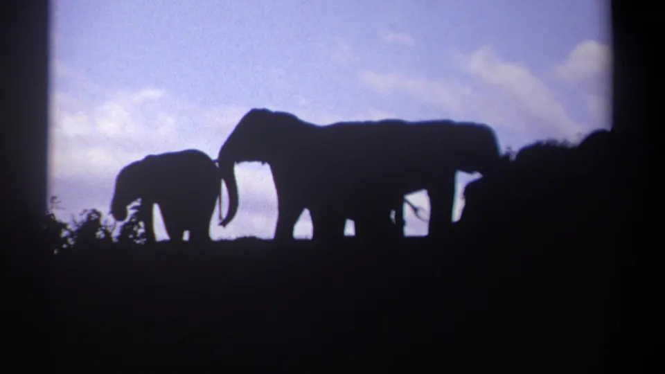 Late-1960s Kenya safari footage frame with a smaller elephant beside an adult, both silhouetted by bright sky.
