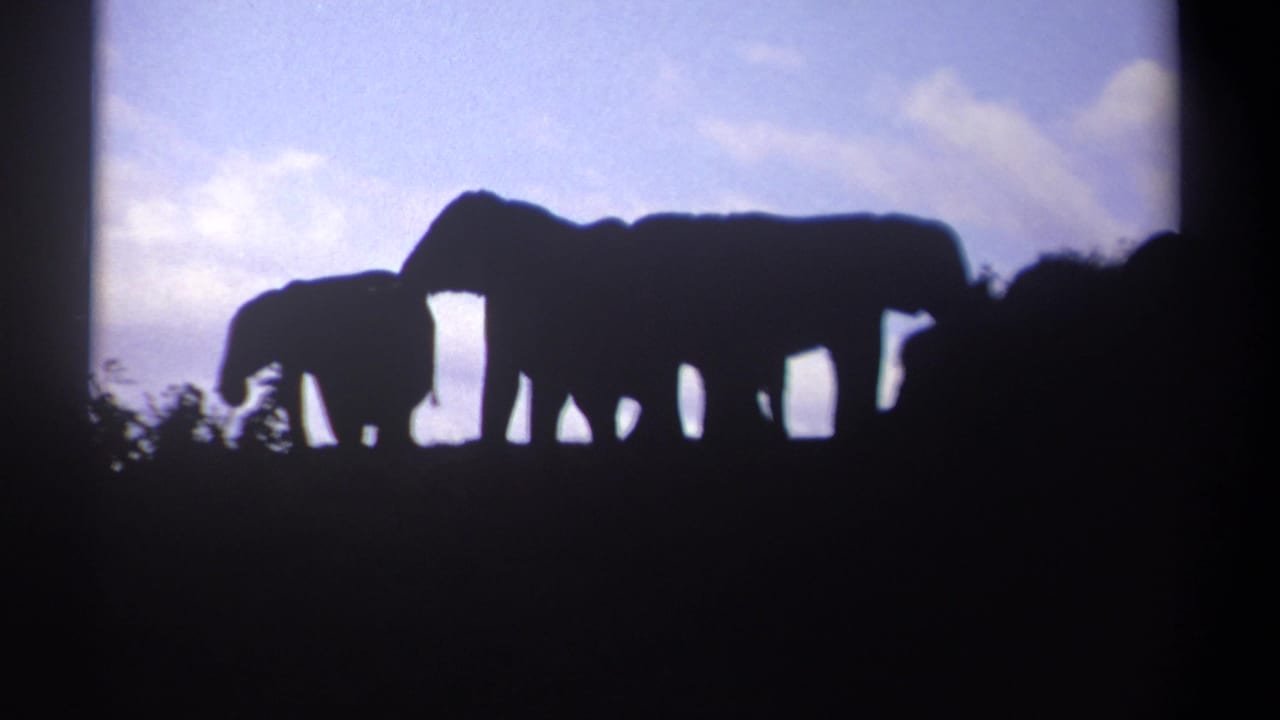 1969 Kenya 8mm frame showing elephants in dark silhouette against a pale blue sky with clouds and foreground vegetation.