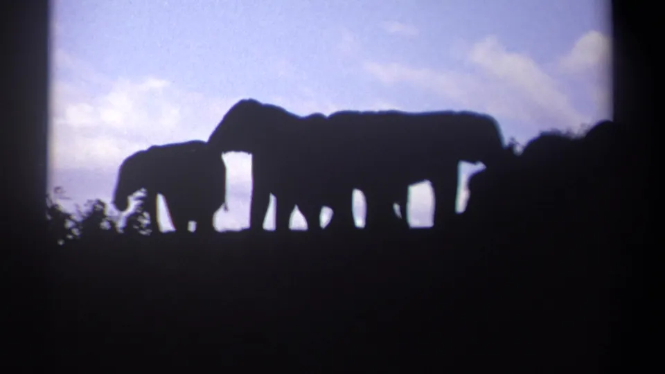 1969 Kenya 8mm frame showing elephants in dark silhouette against a pale blue sky with clouds and foreground vegetation.