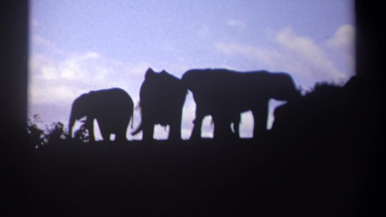 Small and large elephants silhouetted against sky near dark brush.