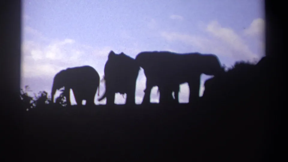 Backlit 1969 Kenya wildlife frame with a smaller elephant and larger elephant shapes silhouetted near dark vegetation.