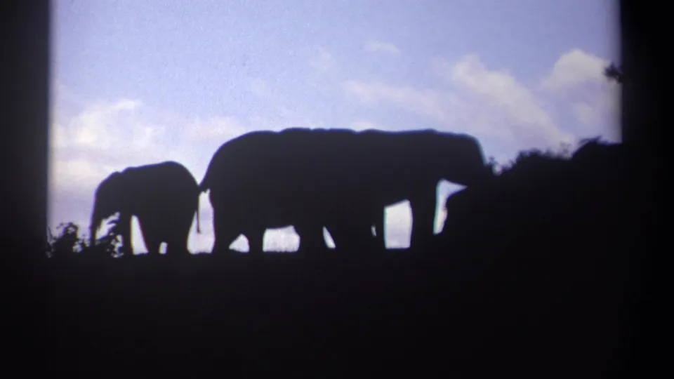 1969 Kenya 8mm still of elephants moving across a ridge, their bodies backlit and softened by film grain.