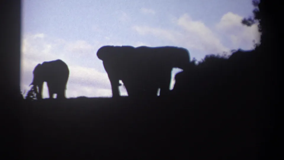A backlit 1969 Kenya frame shows elephant silhouettes separated across a low horizon with clouds above and dark foreground below.