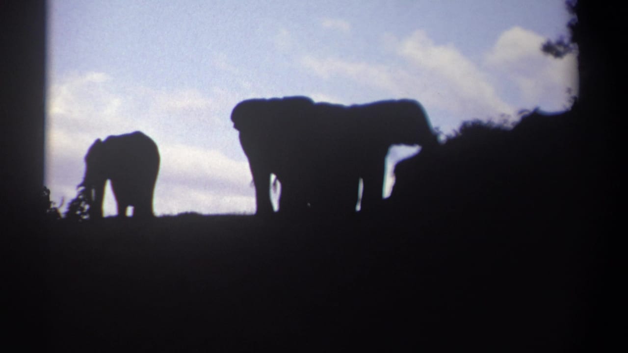 In 1969 Kenya home-movie footage, several elephants appear in silhouette on a bushy ridge beneath a bright cloudy sky.