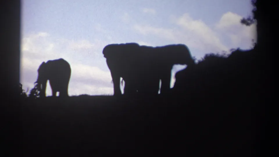 In 1969 Kenya home-movie footage, several elephants appear in silhouette on a bushy ridge beneath a bright cloudy sky.