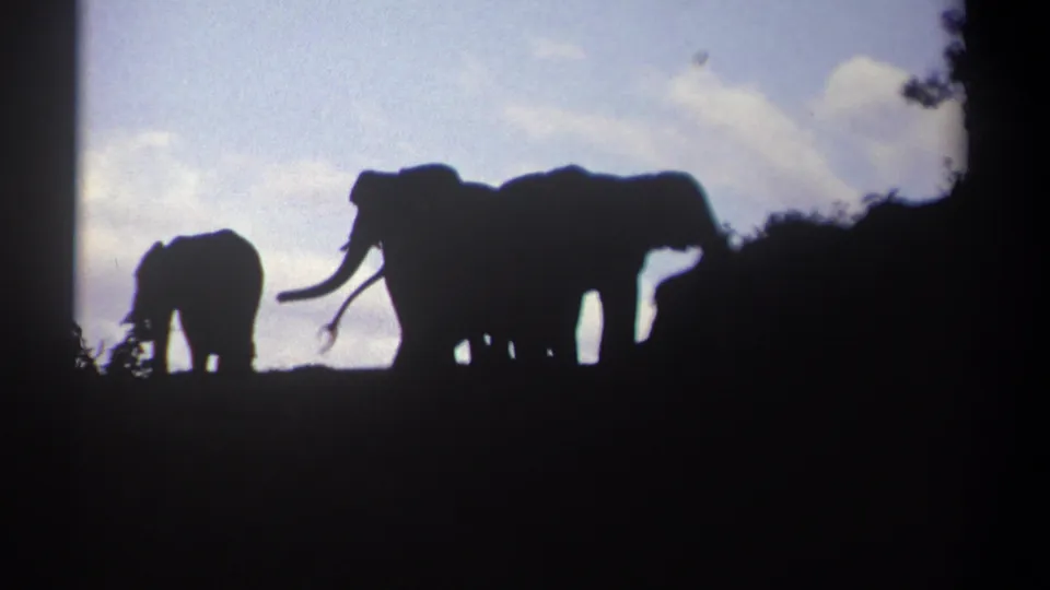 Silhouetted elephants move across the bush in Kenya, with tusks visible on one adult against the pale sky.