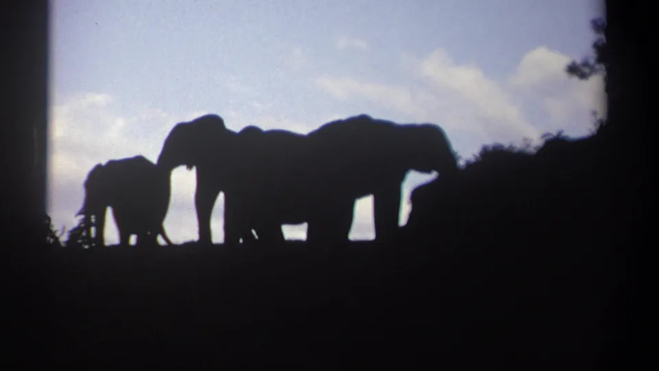 The 8mm frame shows a young elephant beside larger adults, all silhouetted as they feed or pause near bushland.