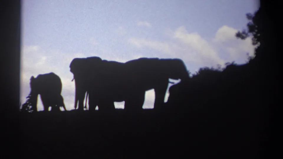 At the end of the clip, elephants remain in silhouette along the bush edge, with a smaller elephant separated to the left.