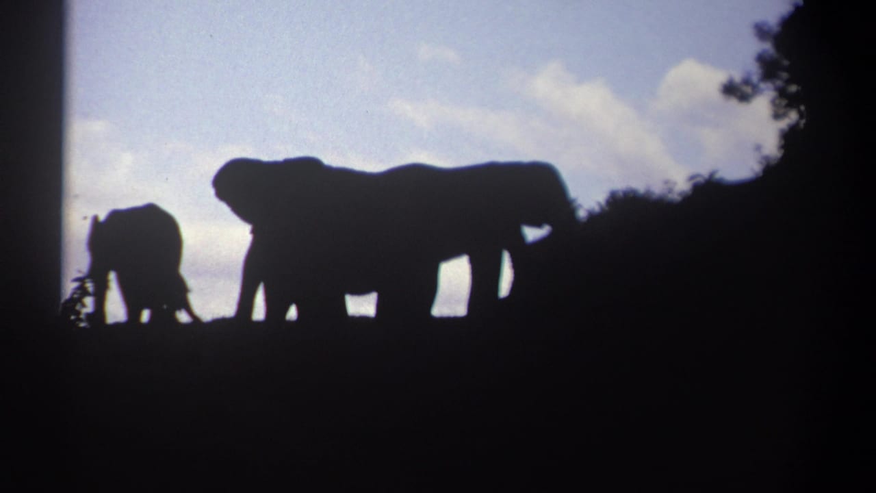 Silhouetted elephants stand on a dark ridge against a blue sky.
