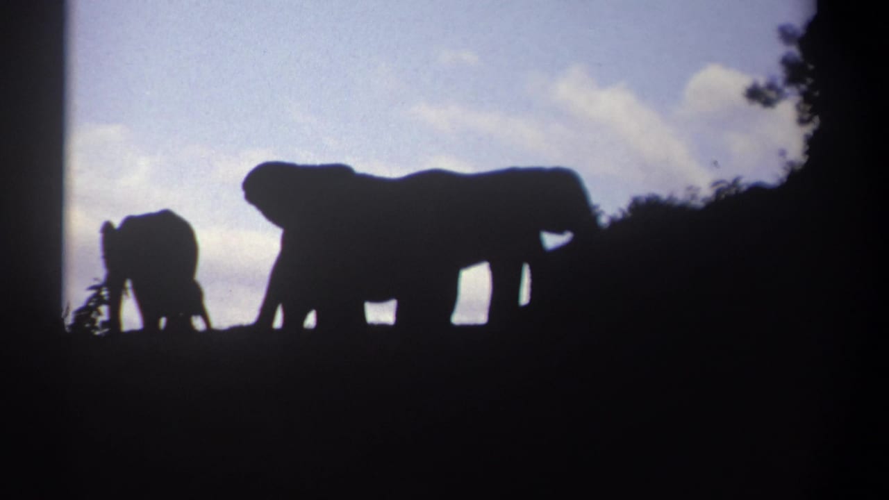 Two elephant silhouettes move along a ridge with sky behind them.
