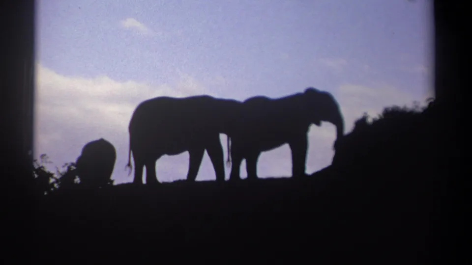 1969 Kenya 8mm frame showing elephant silhouettes and a smaller calf-like figure on a dark slope.