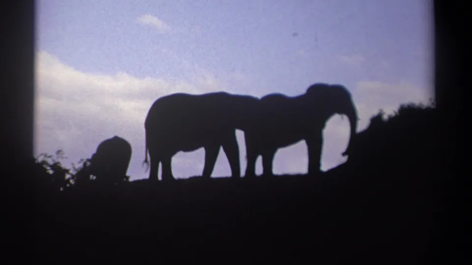 1969 Kenya 8mm frame showing two adult elephants and a smaller baby elephant in dark silhouette on a ridge beneath a purple-blue sky.