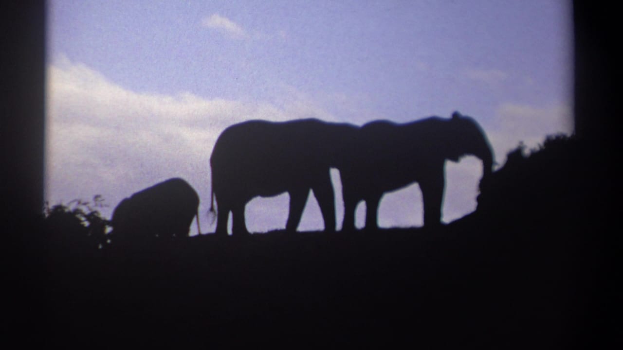 Three elephant silhouettes on a dark ridge beneath a pale sky.
