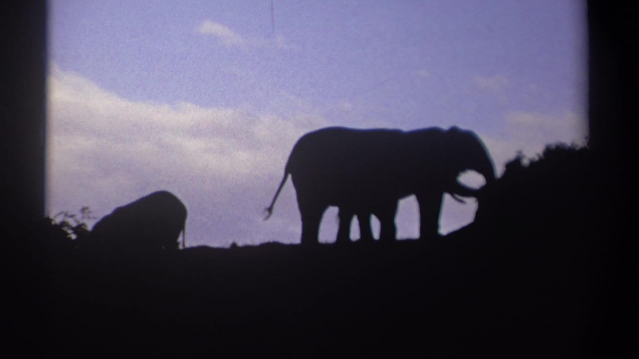 Large elephant silhouette walks right while a smaller elephant stays low at left.