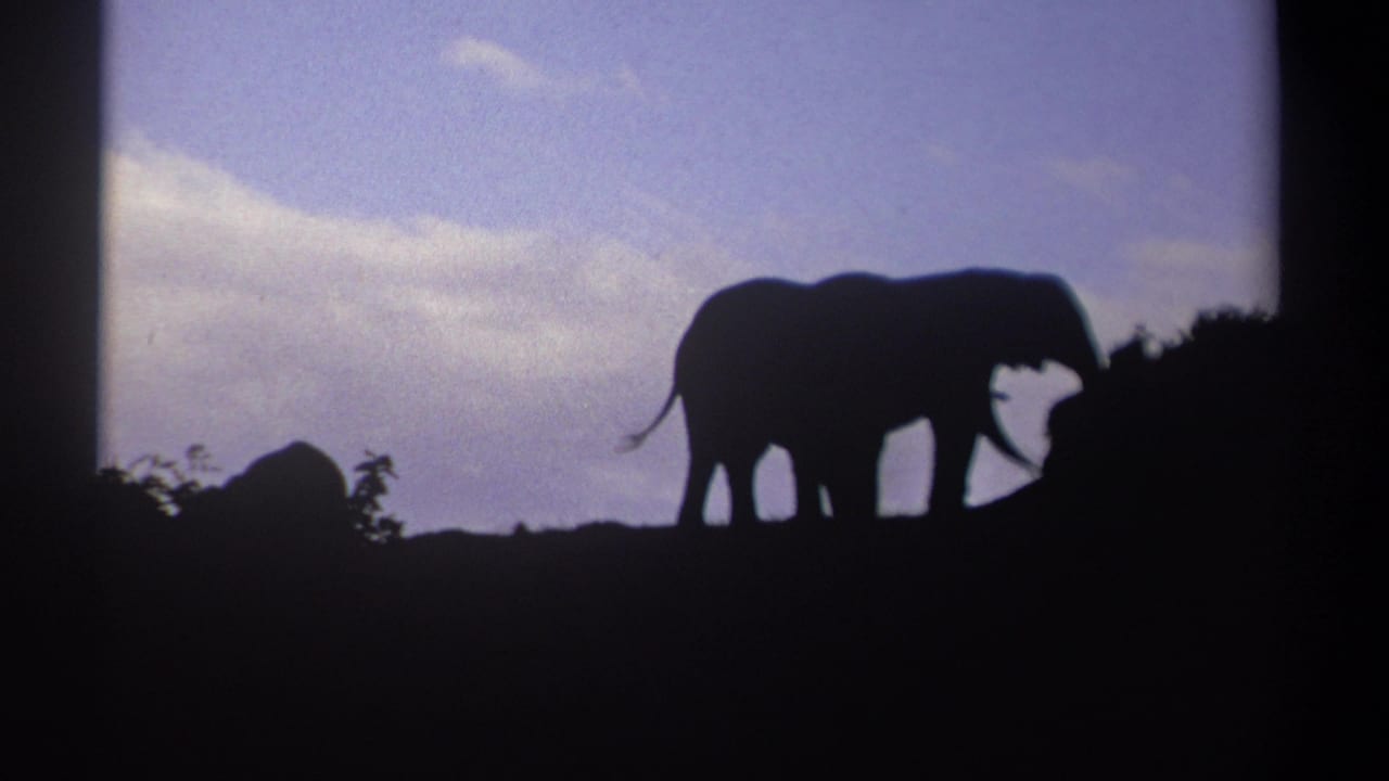 Two elephants in profile stand as silhouettes near low vegetation under a cloudy sky.