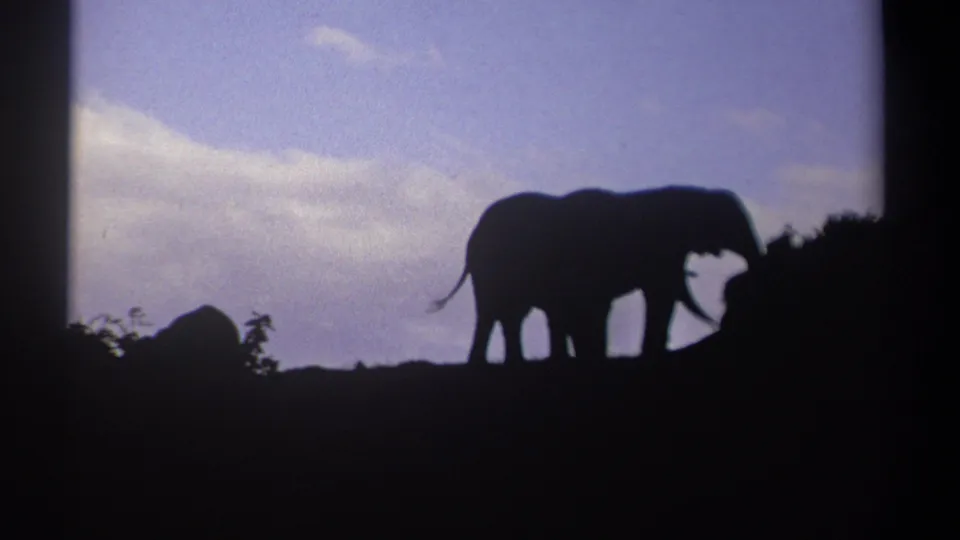 1969 Kenya 8mm frame with two profile elephant silhouettes standing near low brush against a pale blue sky.